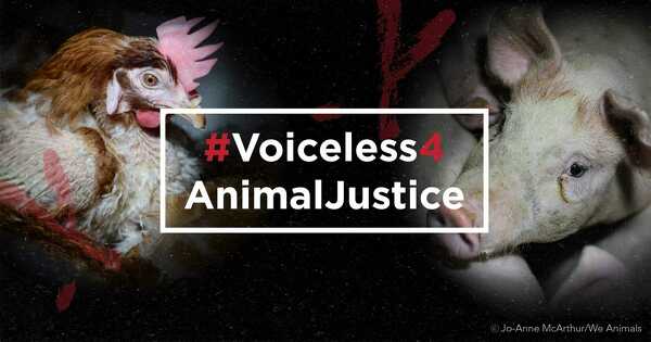 Undercover Images Reveal Suffering Animals on Quebec Fur Farms - Animal  Justice